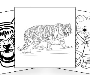Coloriages Tigre