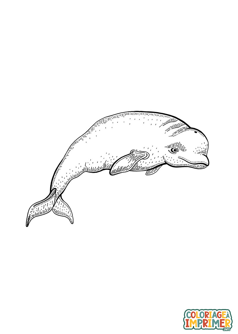Coloriage Baleine Béluga à Imprimer Gratuit