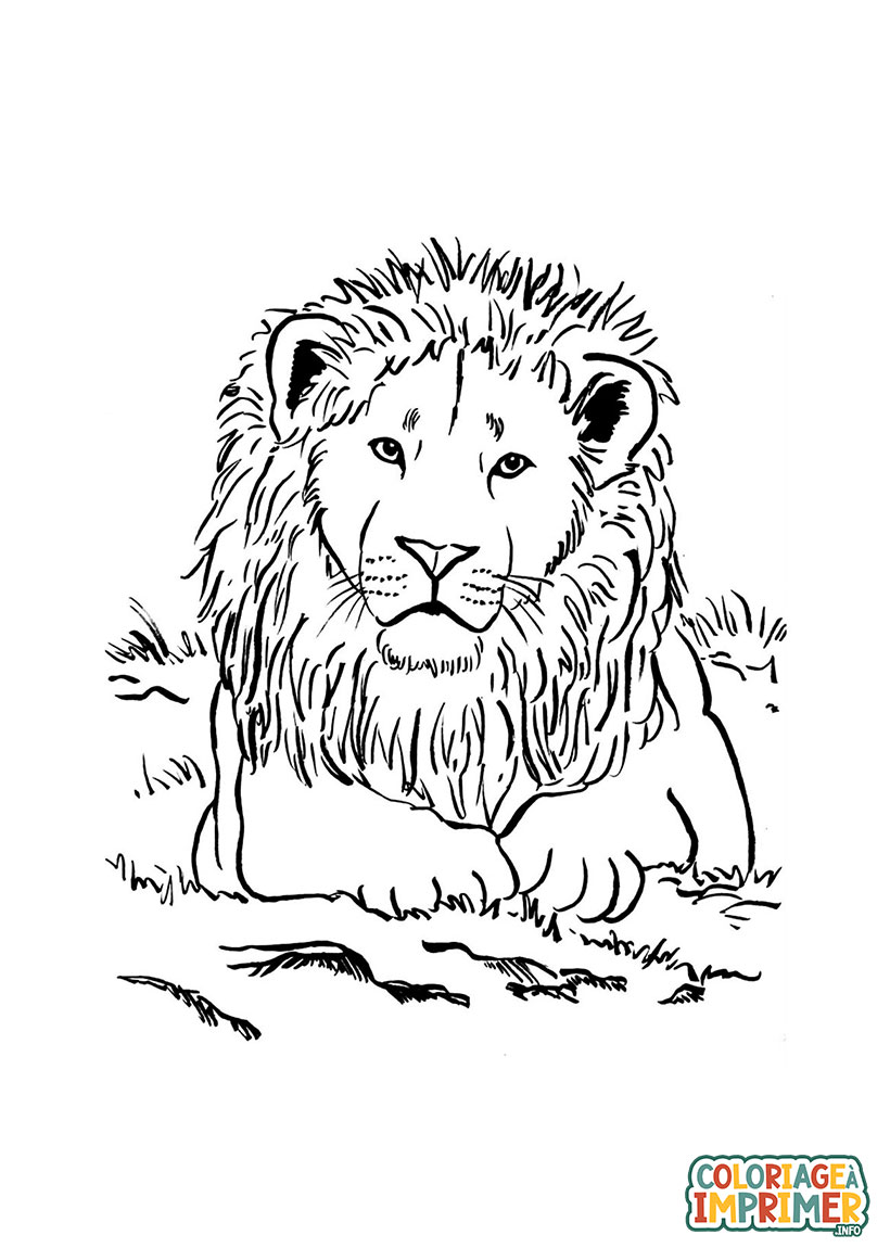 Coloriage De Vrai Lion  à Imprimer Gratuit