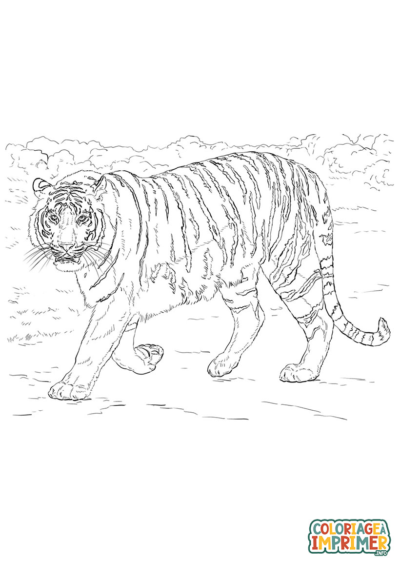 Coloriage Tigre du Bengale à Imprimer Gratuit