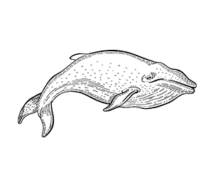 Coloriage Baleine à Bosse