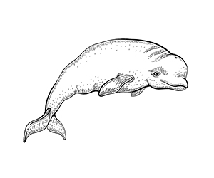Coloriage Baleine Béluga
