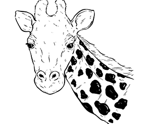Coloriage Tête de Girafe