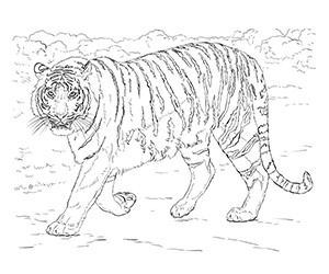 Coloriage de Tigre