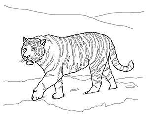 Coloriage Tigre de Sibérie