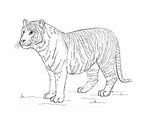 Coloriage Tigre de Sumatra