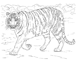 Coloriage Tigre du Bengale