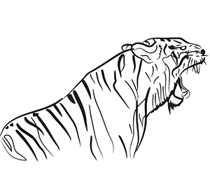 Coloriage Tigre Rugissant
